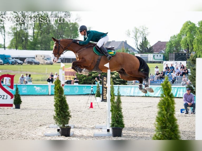 German Sport Horse Gelding 11 years 16,2 hh Bay in Olsza