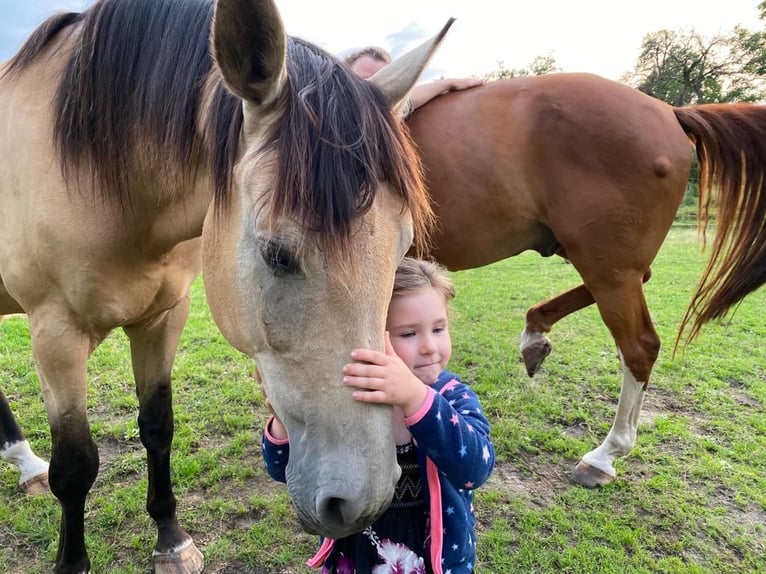 German Sport Horse Gelding 11 years 16,2 hh Buckskin in Pritzwalk
