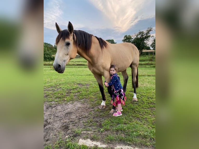 German Sport Horse Gelding 11 years 16,2 hh Buckskin in Pritzwalk