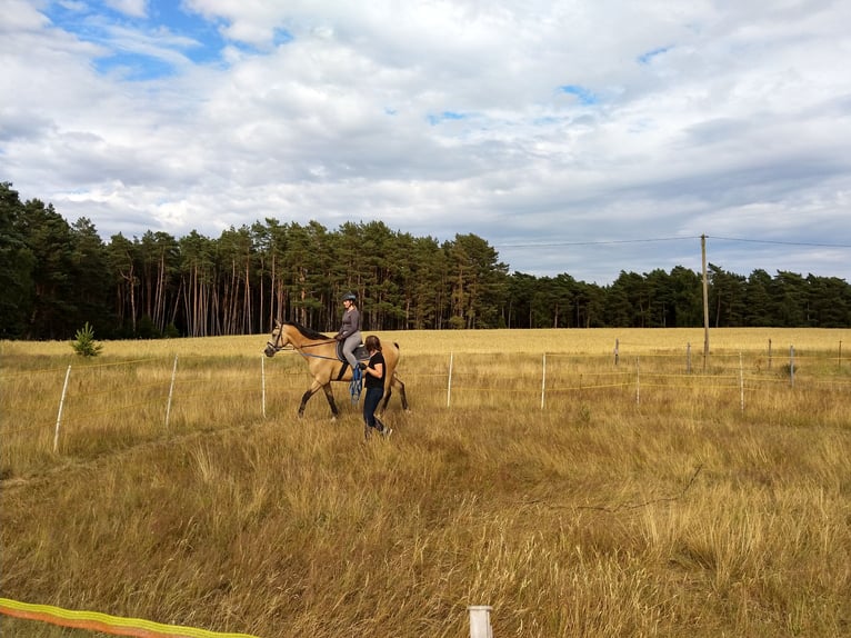 German Sport Horse Gelding 11 years 16,2 hh Buckskin in Pritzwalk