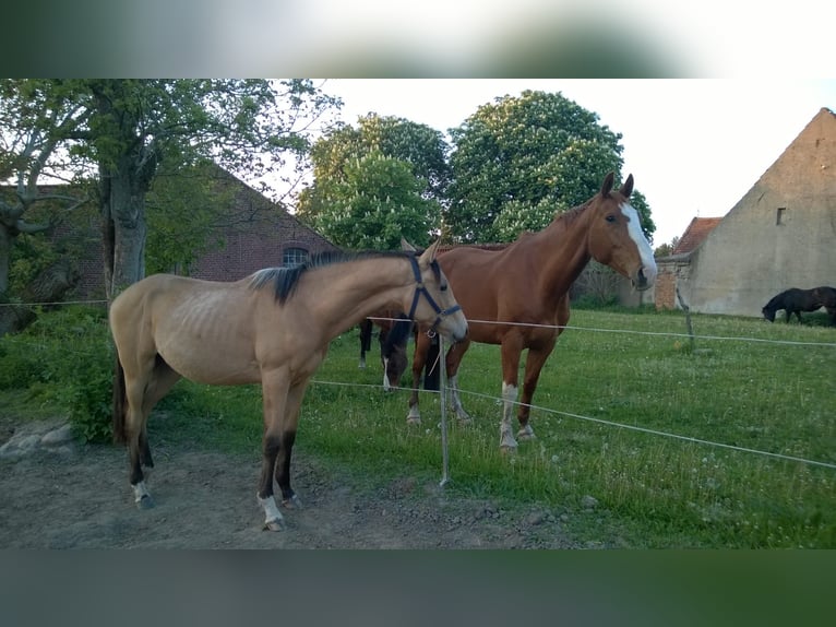 German Sport Horse Gelding 11 years 16,2 hh Buckskin in Pritzwalk