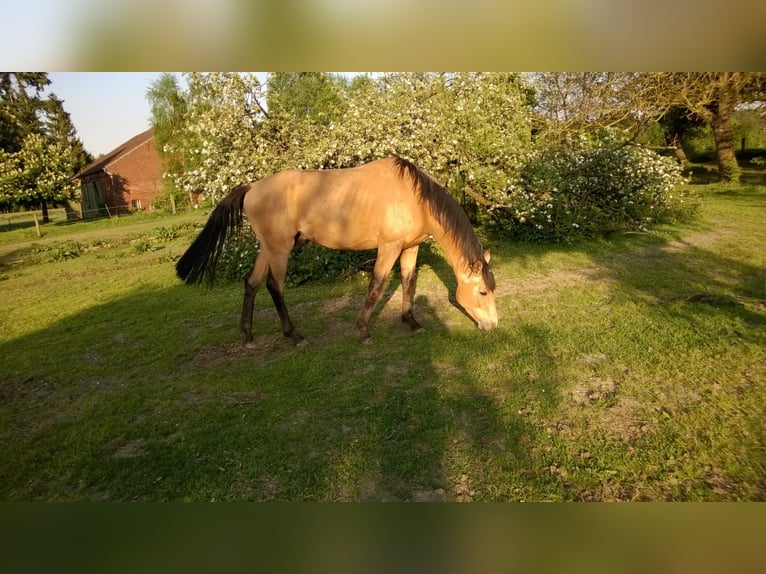 German Sport Horse Gelding 11 years 16,2 hh Buckskin in Pritzwalk