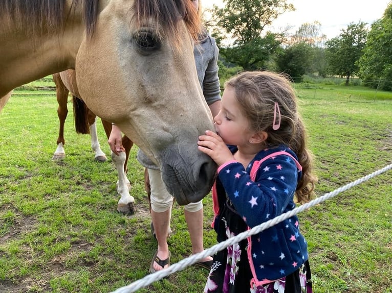 German Sport Horse Gelding 11 years 16,2 hh Buckskin in Pritzwalk