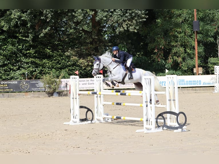 German Sport Horse Gelding 11 years 16,2 hh Grey-Dapple in Ludwigshafen am Rhein