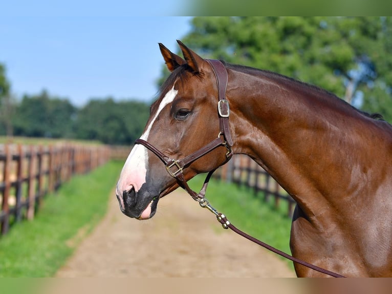 German Sport Horse Gelding 11 years 16,3 hh Chestnut in Fraunberg
