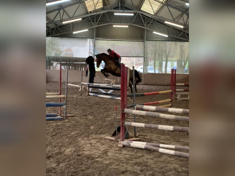 German Sport Horse Gelding 11 years 17.2 hh Brown in Zweibrücken
