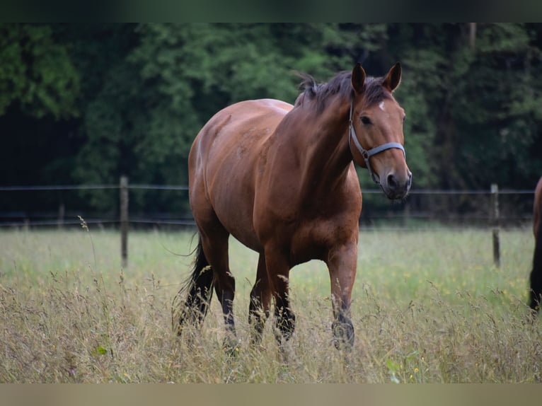 German Sport Horse Gelding 11 years 17.2 hh Brown in Zweibrücken