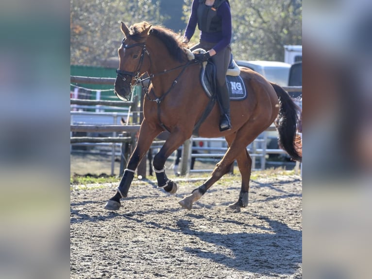 German Sport Horse Gelding 11 years 17.2 hh Brown in Zweibrücken