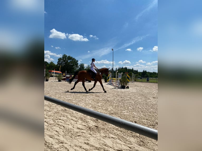 German Sport Horse Gelding 11 years 17,2 hh Brown in Epfendorf