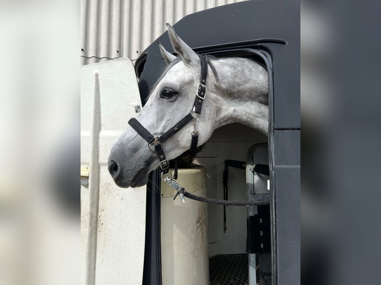 German Sport Horse Gelding 11 years 17,3 hh Gray-Dapple in MisselwardenDorum