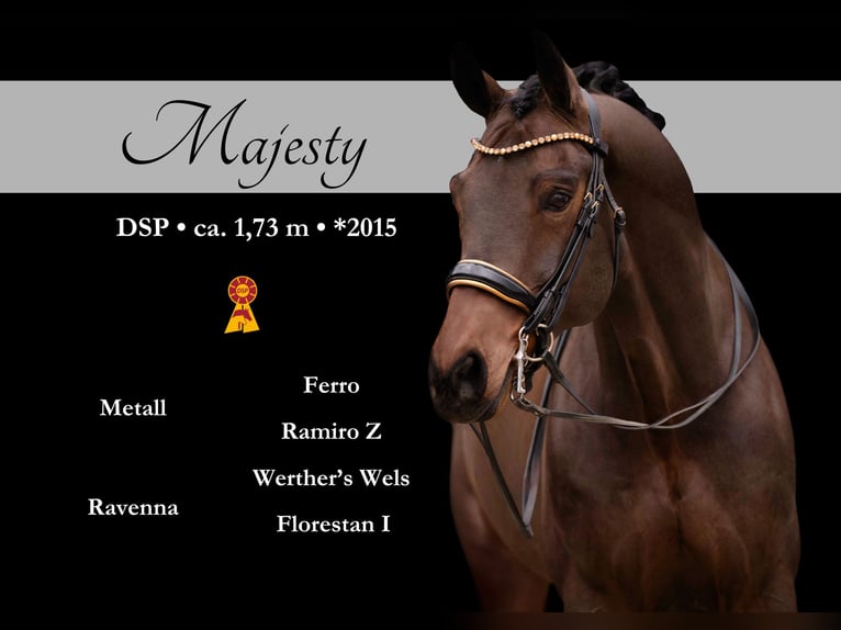 German Sport Horse Gelding 11 years 17 hh Bay-Dark in Wehringen