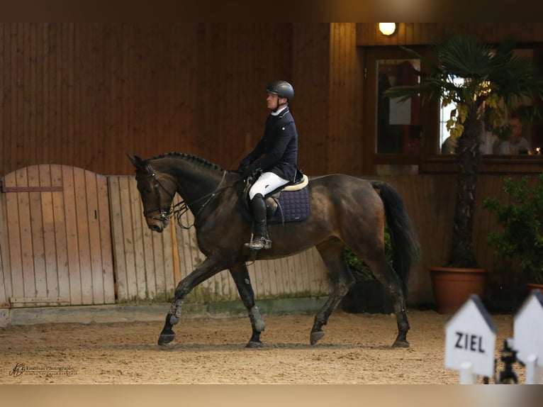 German Sport Horse Gelding 11 years 17 hh Bay-Dark in Cremlingen