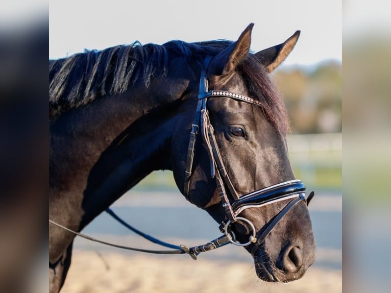 German Sport Horse Gelding 11 years 17 hh Black in L&#xFC;bberstedt