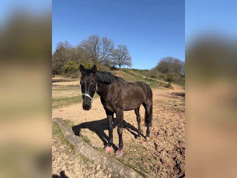 German Sport Horse Gelding 11 years 17 hh Black in Beckingen
