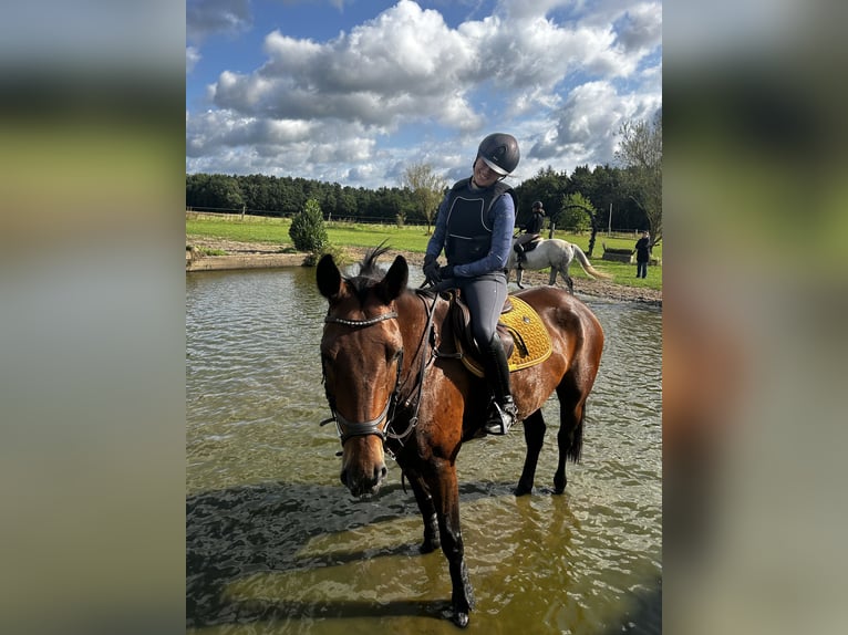 German Sport Horse Gelding 11 years 17 hh Brown in Dahlenburg