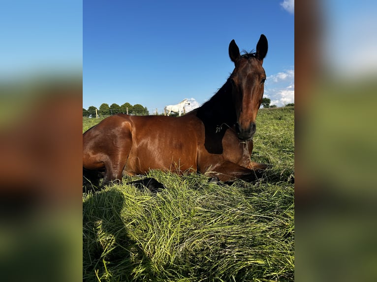 German Sport Horse Gelding 11 years 17 hh Brown in Dahlenburg