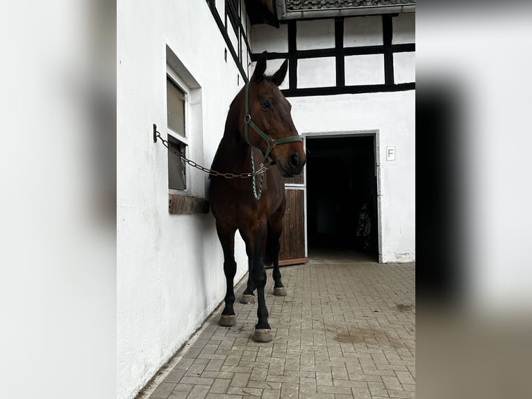 German Sport Horse Gelding 11 years 17 hh Brown in Dahlenburg
