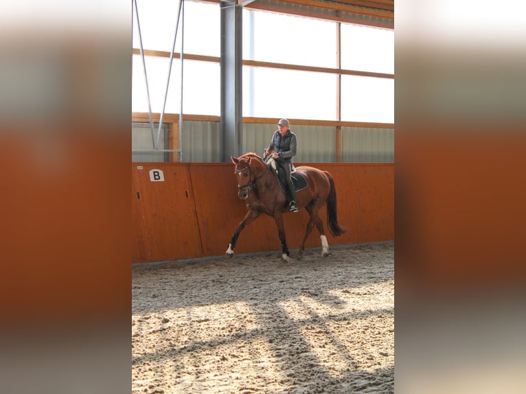German Sport Horse Gelding 11 years 17 hh Chestnut in Kupferzell