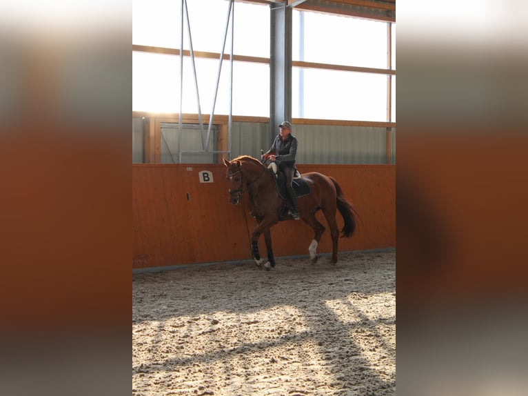 German Sport Horse Gelding 11 years 17 hh Chestnut in Kupferzell