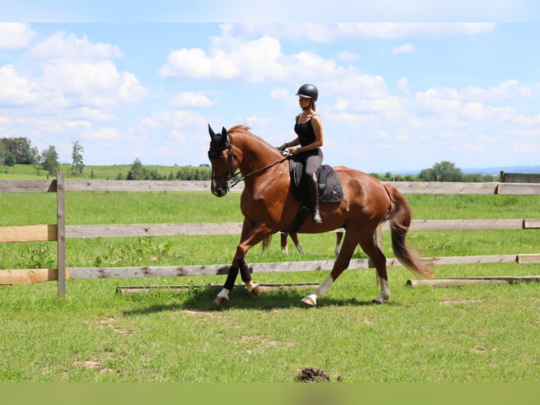 German Sport Horse Gelding 11 years 17 hh Chestnut in Essenbach