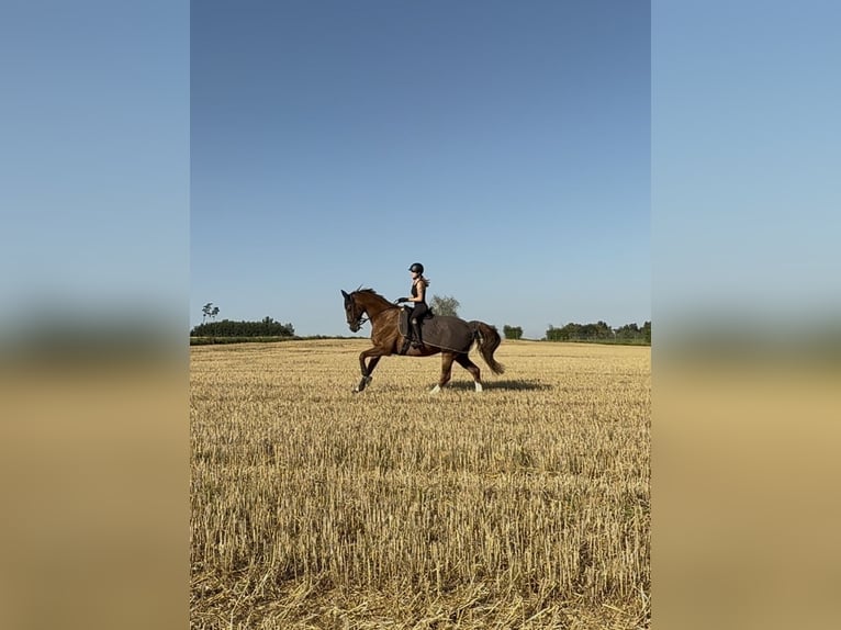 German Sport Horse Gelding 11 years 17 hh Chestnut in Essenbach