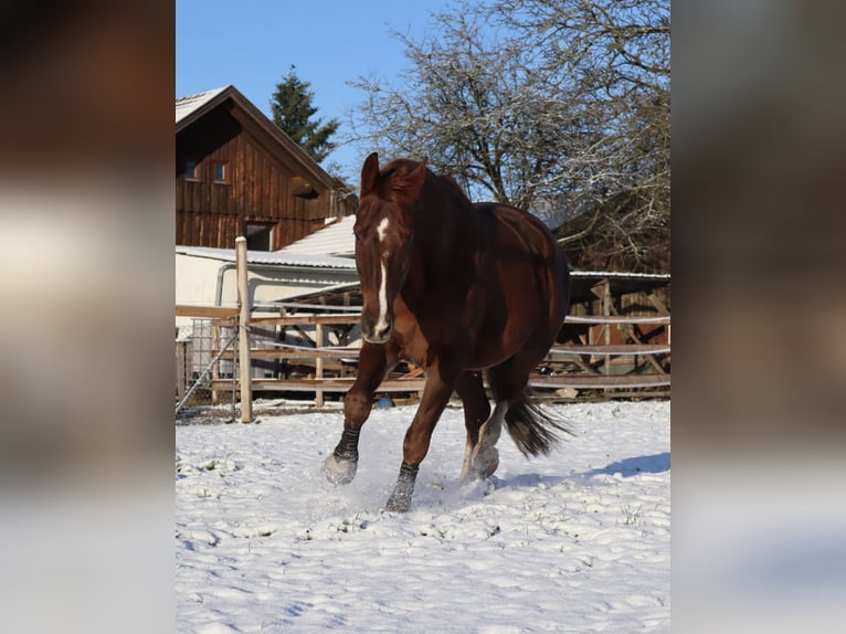 German Sport Horse Gelding 11 years 17 hh Chestnut in Essenbach