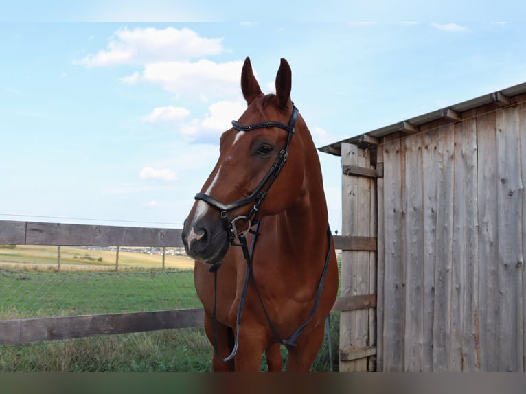 German Sport Horse Gelding 11 years 17 hh Chestnut in Essenbach