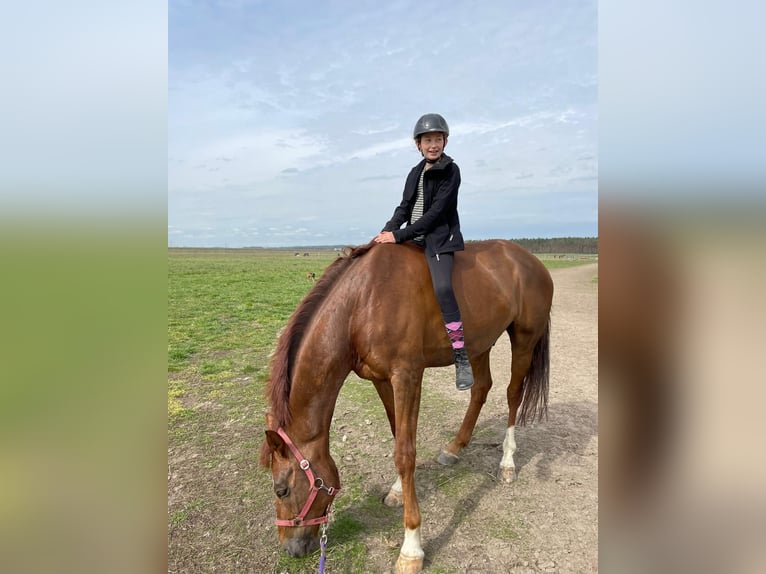 German Sport Horse Gelding 11 years 17 hh Chestnut-Red in Sch&#xF6;nwalde