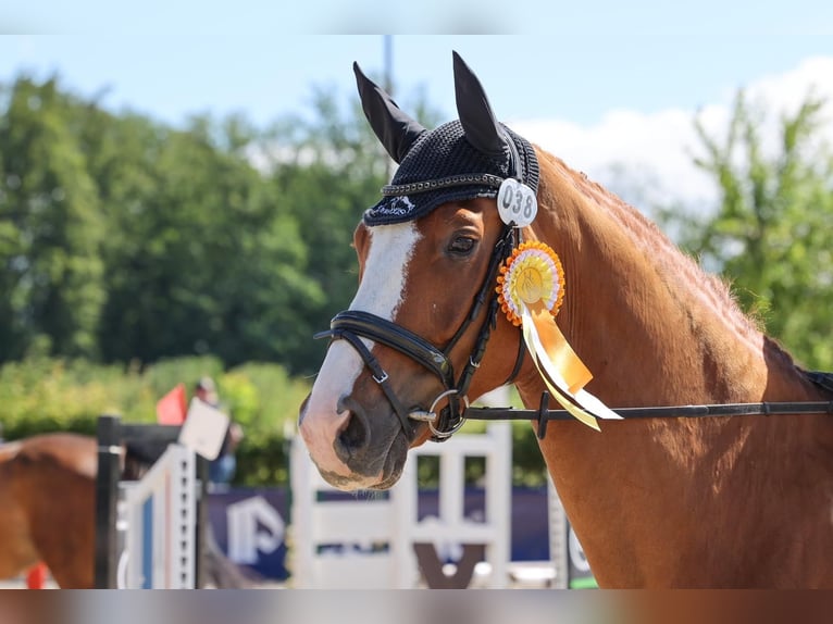 German Sport Horse Gelding 11 years 17 hh Chestnut-Red in Inzlingen