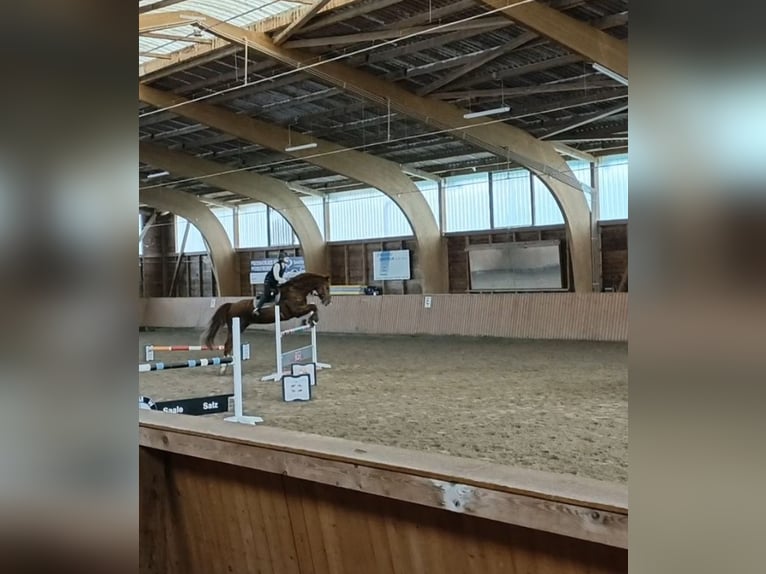 German Sport Horse Gelding 11 years 17 hh Chestnut-Red in Wollbach