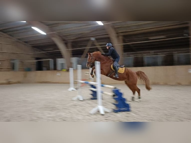 German Sport Horse Gelding 11 years 17 hh Chestnut-Red in Wollbach
