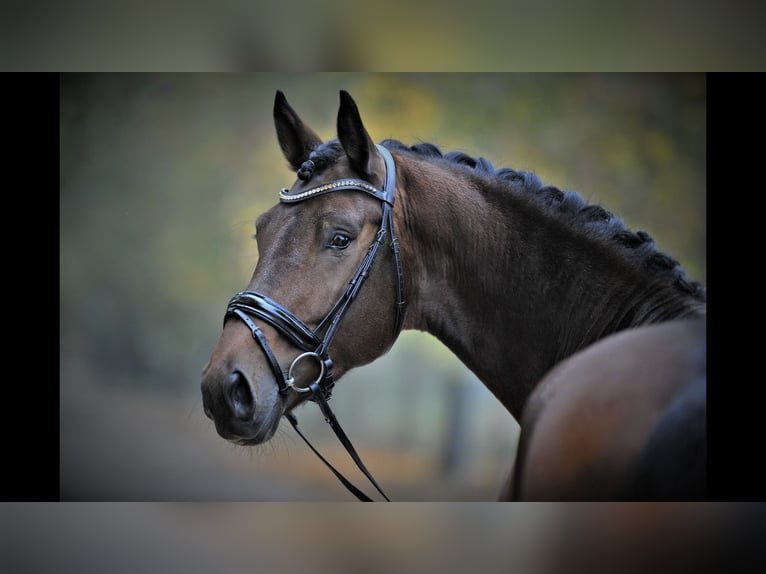 German Sport Horse Gelding 11 years 17,1 hh Brown in Willstätt