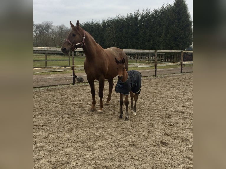 German Sport Horse Gelding 11 years 17,1 hh Brown in Willstätt