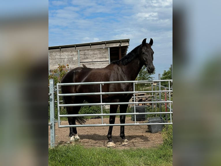 German Sport Horse Gelding 11 years 17,2 hh Black in Schönfließ