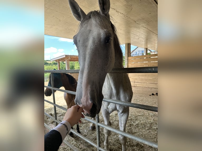 German Sport Horse Gelding 11 years 17,2 hh Gray-Dapple in Oltingen