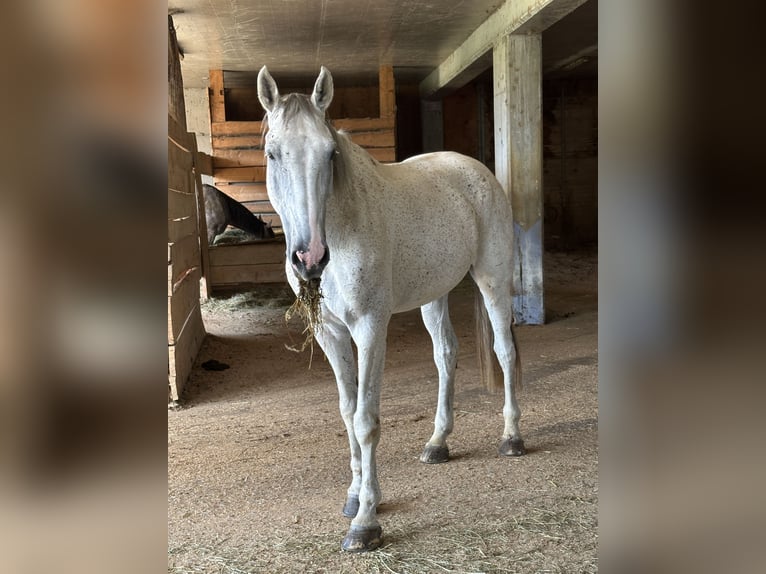 German Sport Horse Gelding 11 years 17,2 hh Gray-Dapple in Oltingen