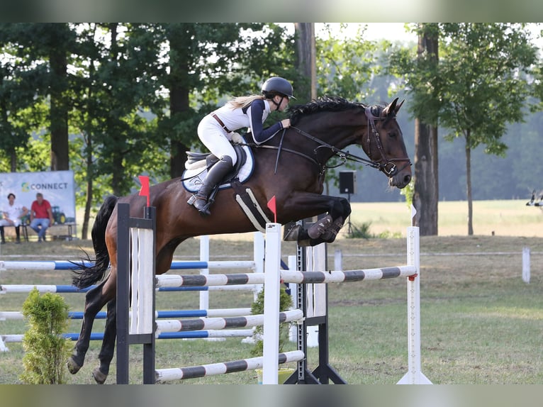 German Sport Horse Gelding 11 years 18,1 hh Bay-Dark in Radeburg