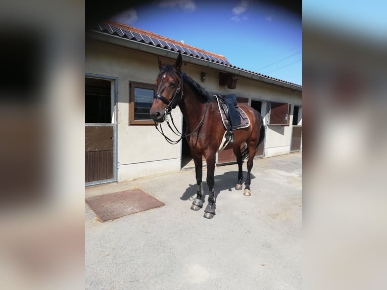 German Sport Horse Gelding 11 years 18,1 hh Bay-Dark in Radeburg