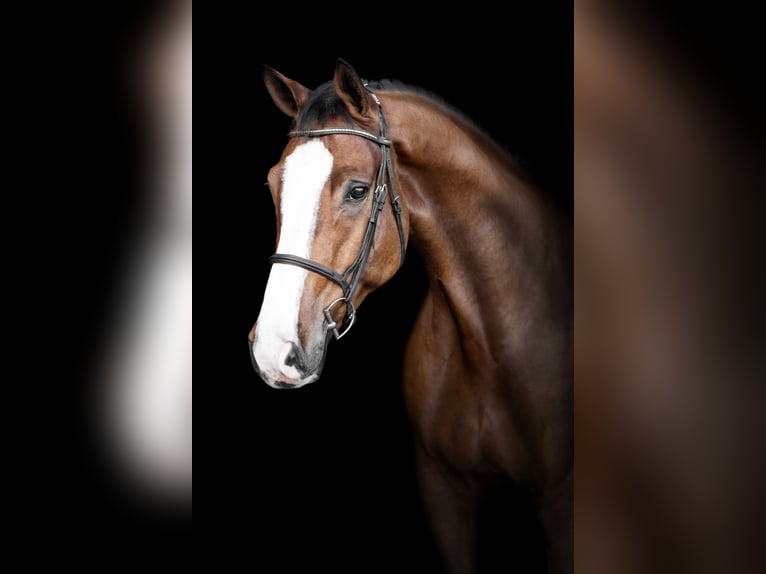 German Sport Horse Gelding 11 years 18 hh Brown in Holdorf