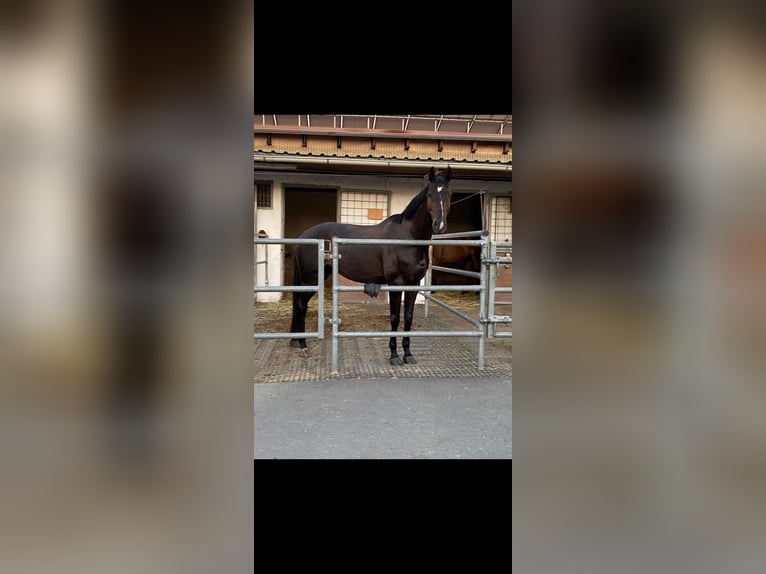 German Sport Horse Gelding 12 years 16.1 hh Bay-Dark in Mannheim