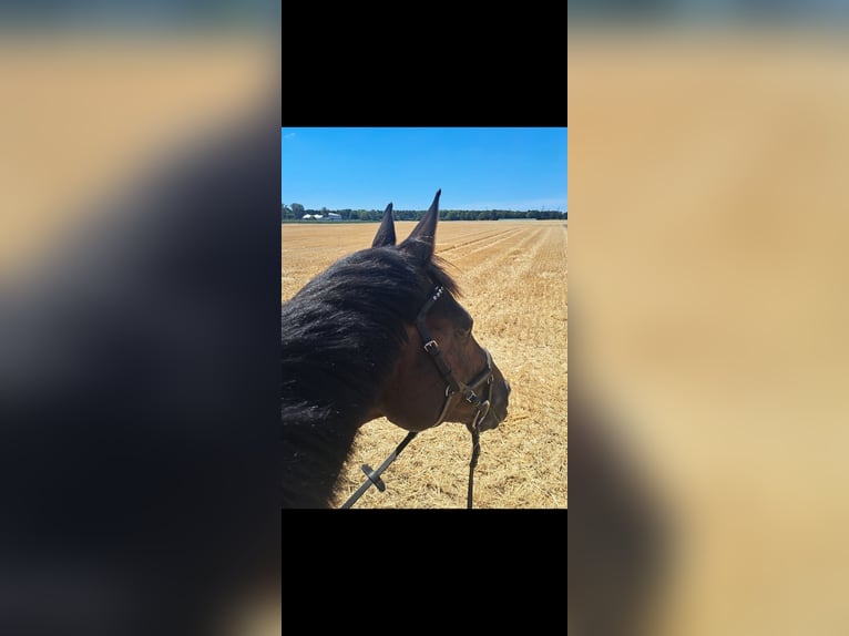 German Sport Horse Gelding 12 years 16.1 hh Bay-Dark in Mannheim