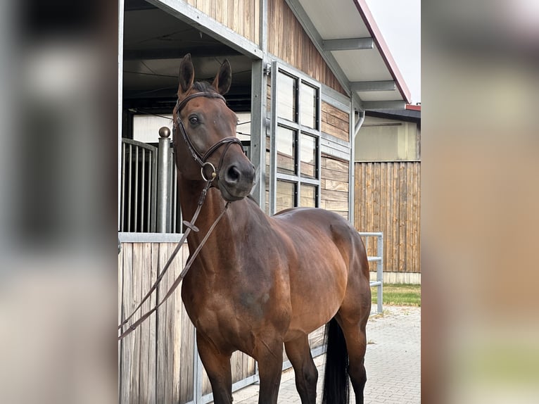 German Sport Horse Gelding 12 years 16.1 hh Bay-Dark in Leipzig