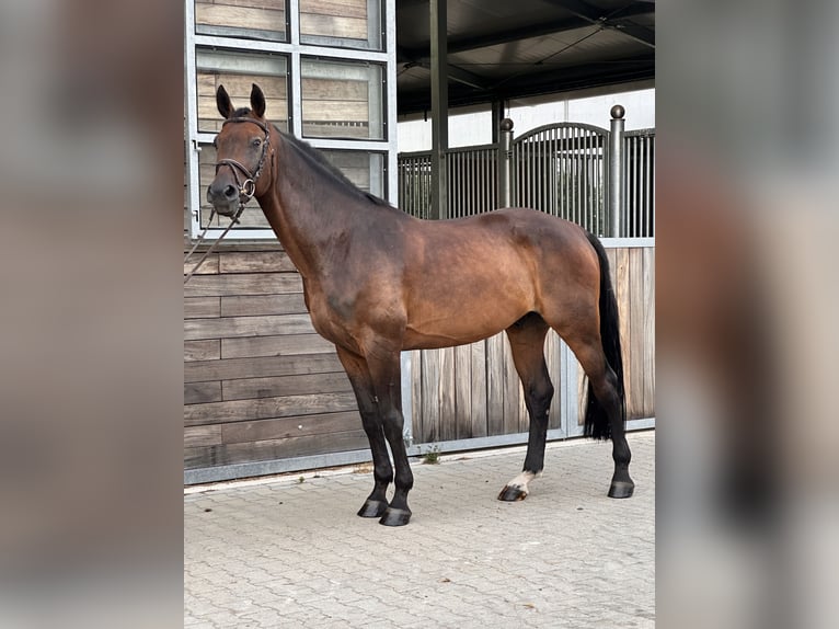 German Sport Horse Gelding 12 years 16.1 hh Bay-Dark in Leipzig