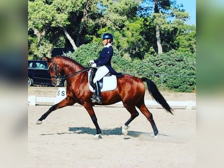 German Sport Horse Gelding 12 years 16,1 hh Brown in Mallorca