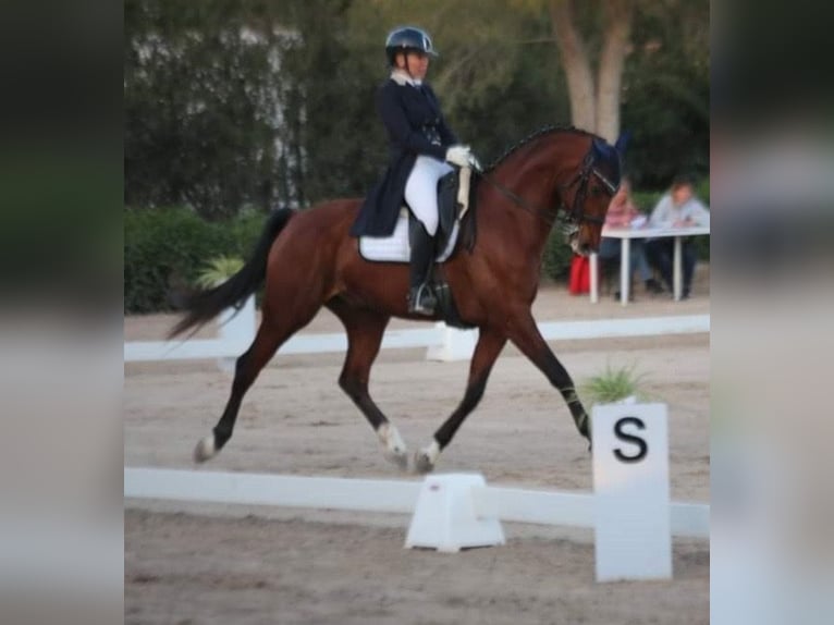 German Sport Horse Gelding 12 years 16,1 hh Brown in Mallorca