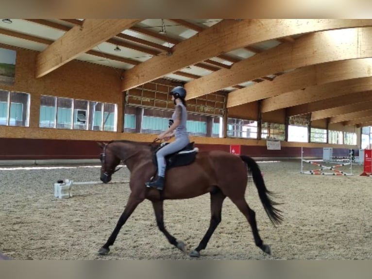 German Sport Horse Gelding 12 years 16.2 hh Brown in Haigerloch