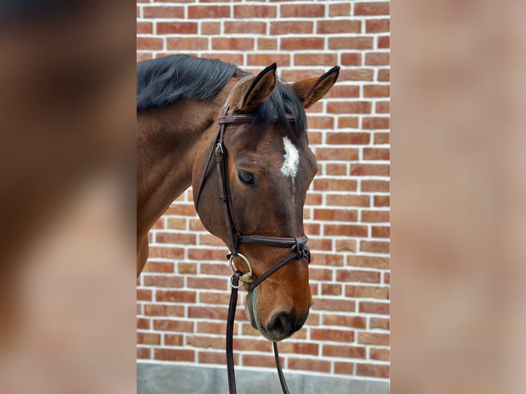 German Sport Horse Gelding 12 years 16,2 hh Brown in Walldorf