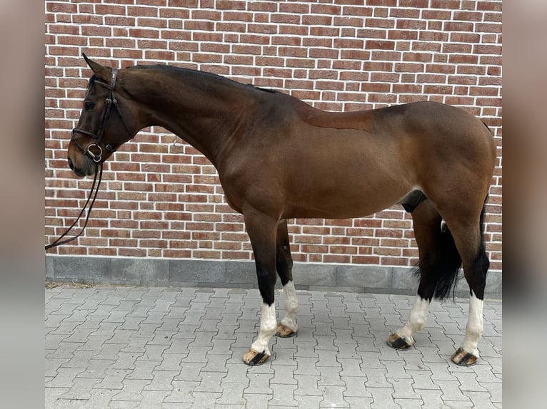 German Sport Horse Gelding 12 years 16,2 hh Brown in Walldorf