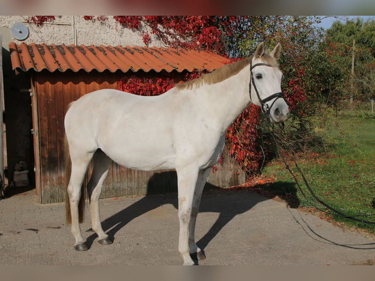 German Sport Horse Gelding 12 years 16,2 hh Gray in Falkensee