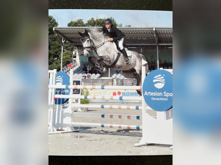 German Sport Horse Gelding 12 years 16.2 hh Grey in Springe